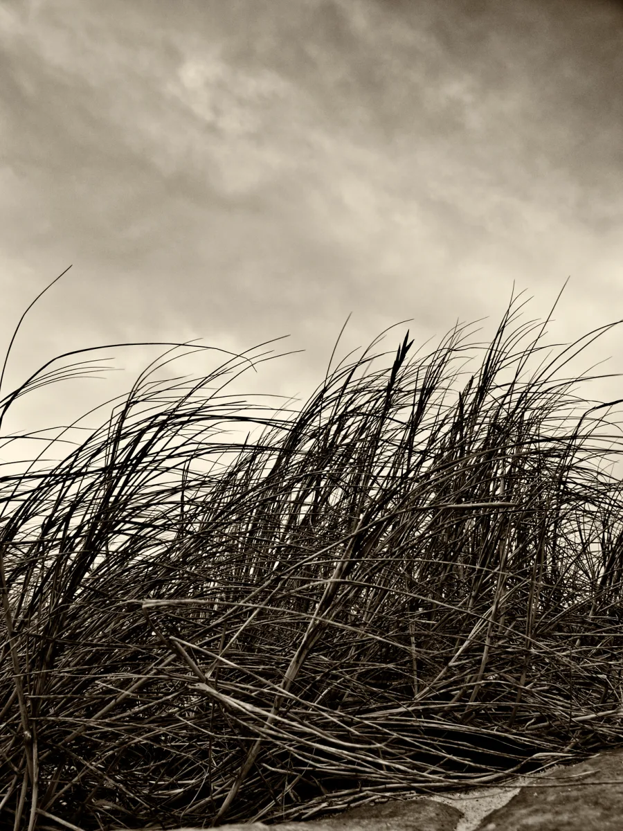 Bettie Coetzee-Lambrecht — Grass Wave