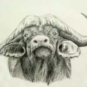 Dennis Clark — Buffalo Portrait