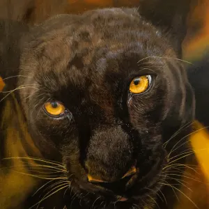 Jennefer Ann Gordon Grant — Pardus (Black Leopard)