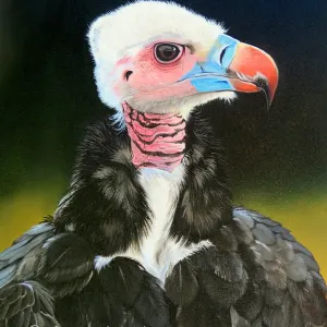 Jennefer Ann Gordon Grant — Guardian of the Wild (White Faced Vulture)