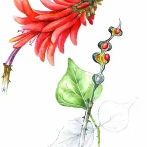 Joan van Gogh — Erythrina lysistemon