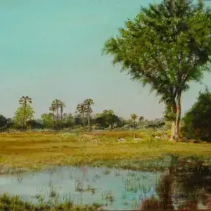 Chris Adendorff — Chris Watcham - Lechwe under a Fig Tree - Okovango Delta, Botswana