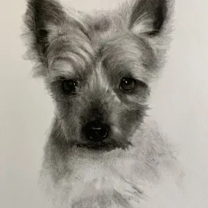 Melissa Sautereau — SPCA special