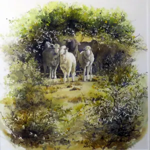 Karoo Shade