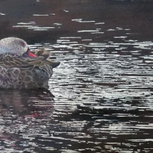 Quiet Pond-rings of a Cape Teal