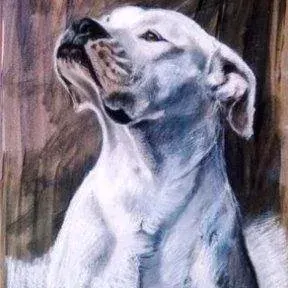 Karina Behr — White Dog Sniffing
